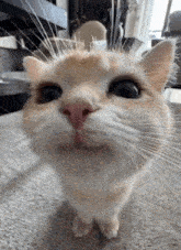 Кот вместо работы